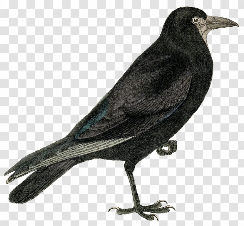 Rook Common Raven Crow Clip Art - Fauna - European Robin Bird Transparent PNG