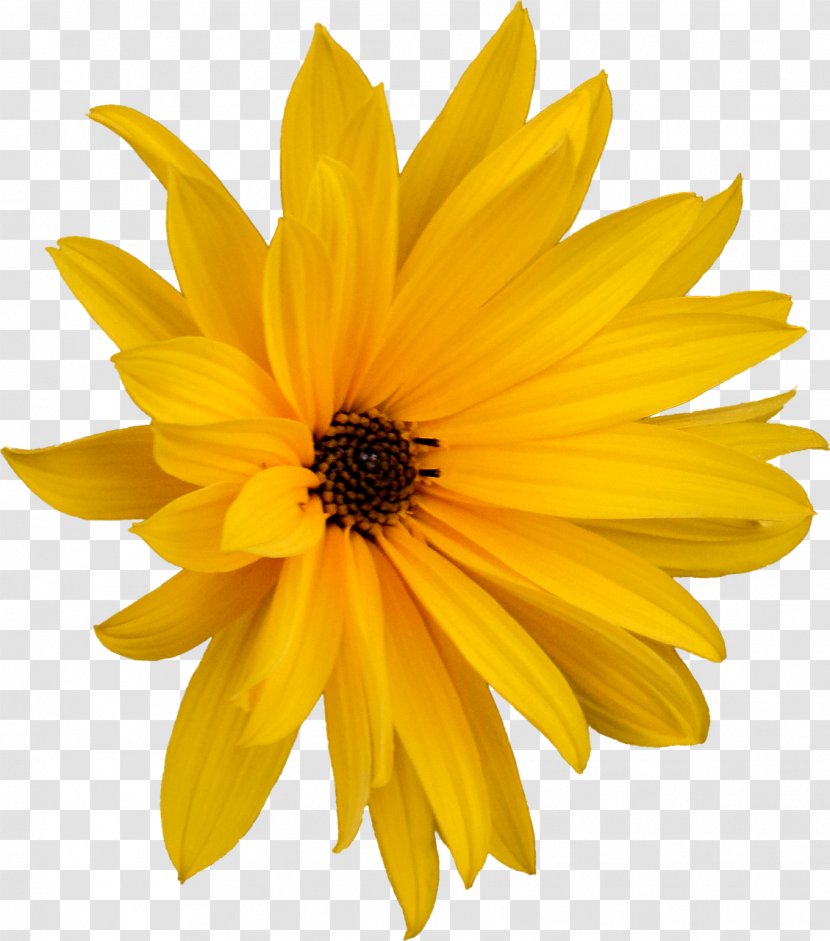 Common Daisy Royalty-free - Information - Flower Transparent PNG