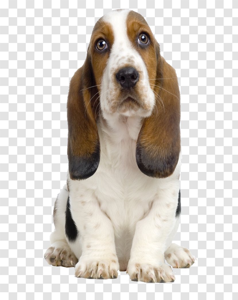 beagle bichon