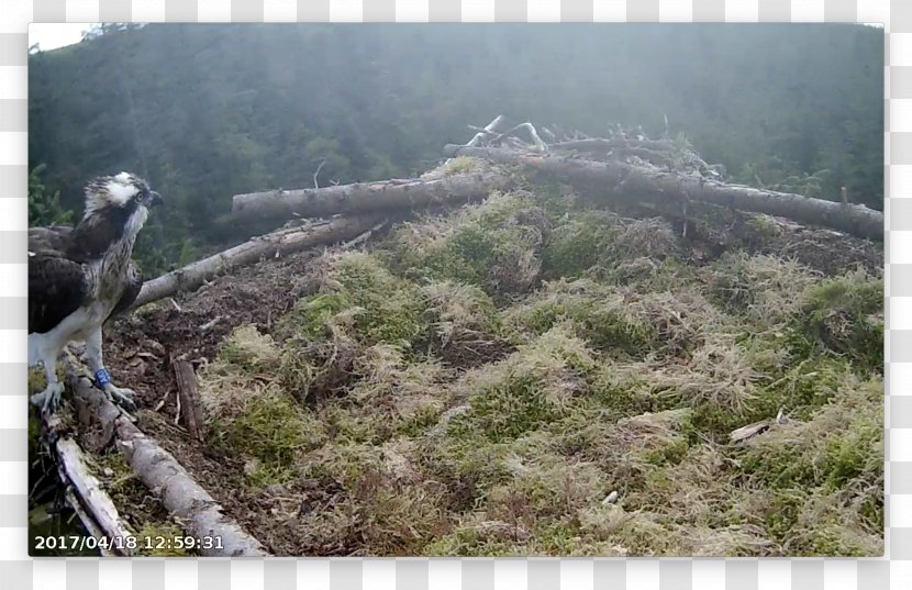 Mountain Ridge Hill Mount Scenery Plant Community - Tree - Nest Transparent PNG