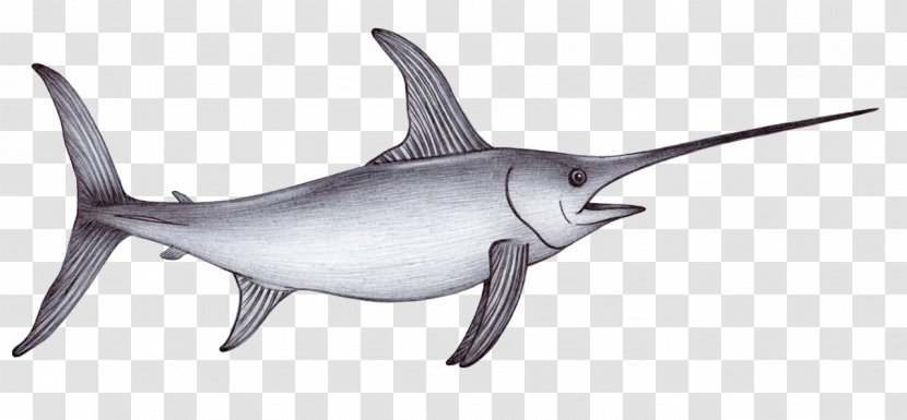 Drawing Sea Shark Swordfish Sketch - Thelodus Transparent PNG