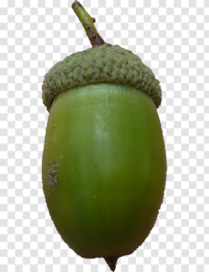 Kiwifruit - Food Transparent PNG