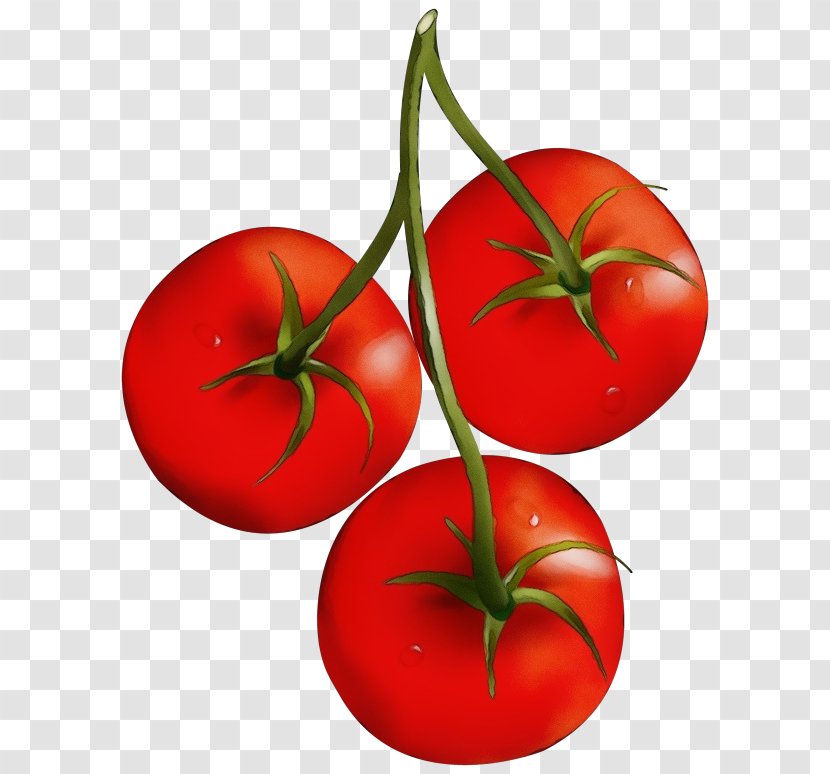 Tomato - Fruit - Bush Vegetable Transparent PNG