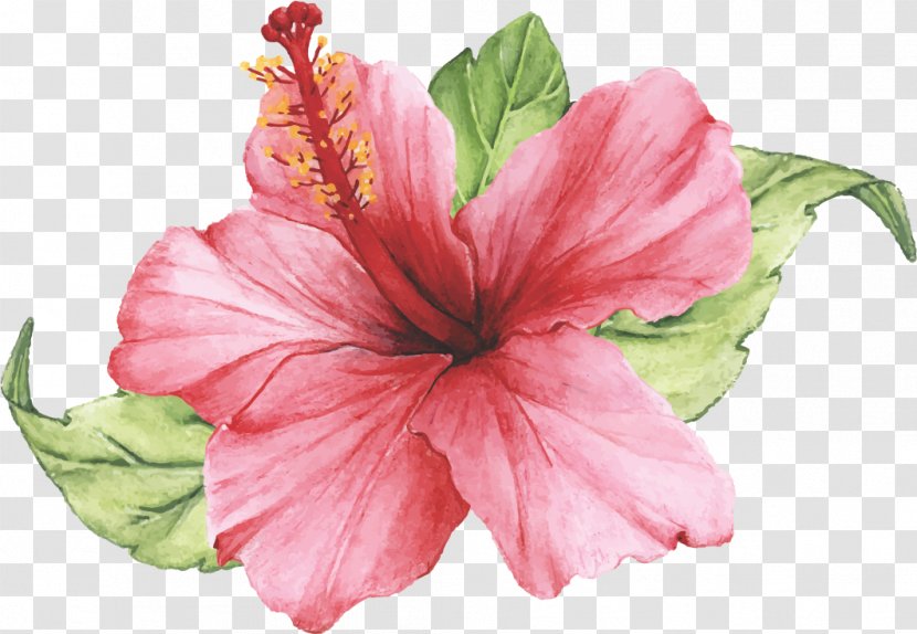 Flower Hibiscus Petal Pink Hawaiian - Chinese - Plant Transparent PNG