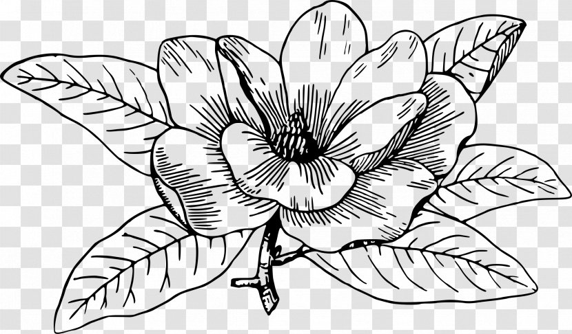 Southern Magnolia Chinese Campbellii Flowering Dogwood Drawing - Line Art Transparent PNG