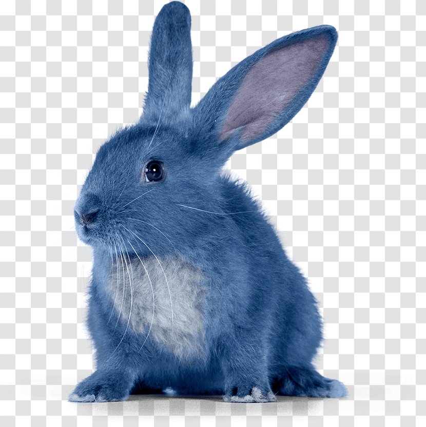 Krosh Rabbit Sovunya Pin Animation - Bunny Transparent PNG