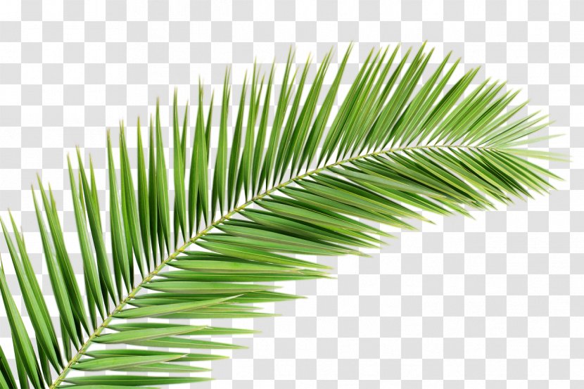 Arecaceae Palm Branch Leaf Tree Clip Art - Grass Transparent PNG