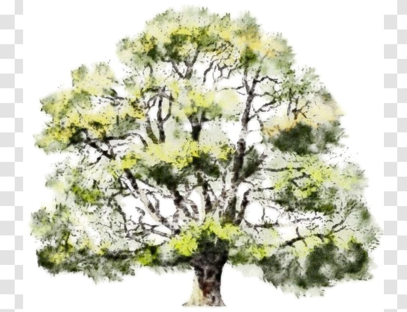 Tree Watercolor Painting Oak Drawing Transparent PNG