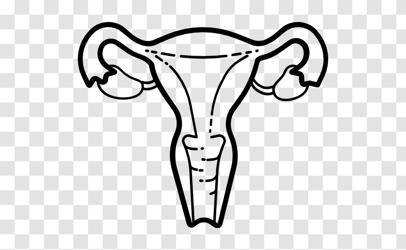 Anatomy - Uterus - Artwork Transparent PNG