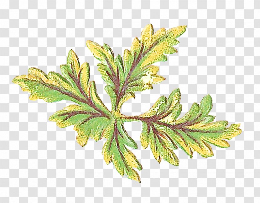 Leaf Plant Flower Tree Flowering - American Larch - Vascular Transparent PNG