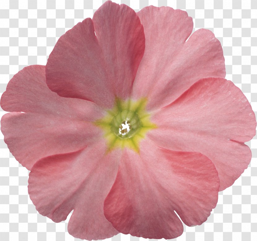 Flower Desktop Wallpaper - Annual Plant - Barometer Transparent PNG