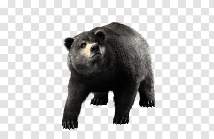 Assassin's Creed III American Black Bear Grizzly IV: Flag - Mammal Transparent PNG