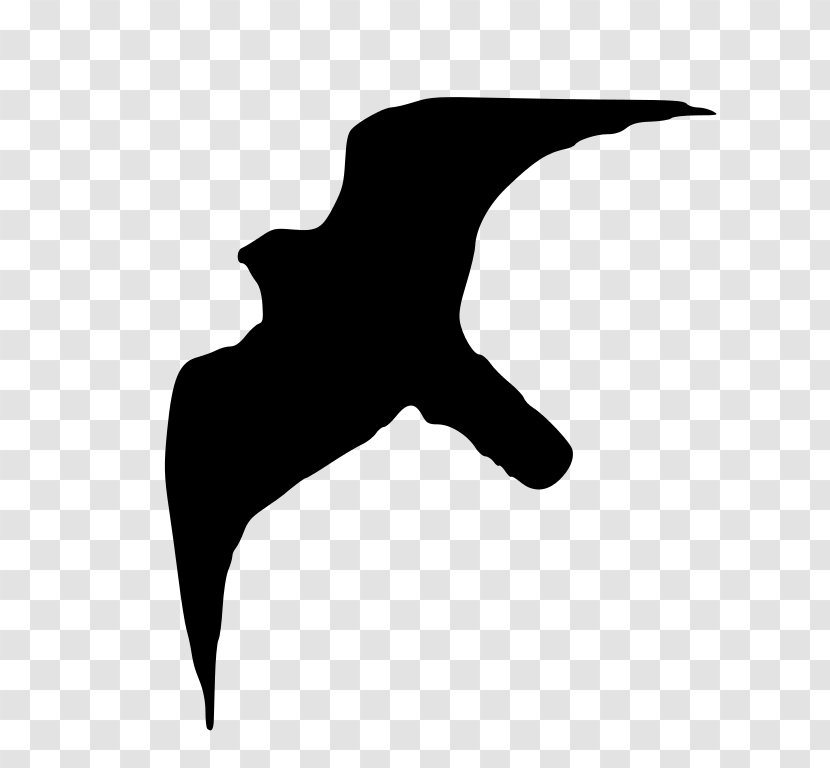 Peregrine Falcon Bird Silhouette - Tail - Book Transparent PNG