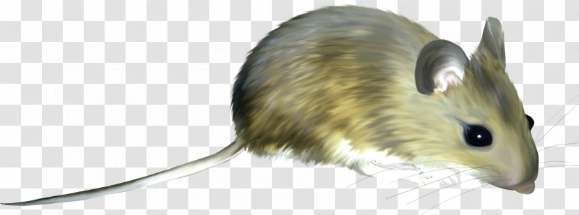 Computer Mouse Rodent Cat Clip Art - Hamster Transparent PNG