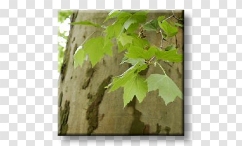 London Plane Silver Birch Platanus Orientalis Twig Southern Catalpa - Tree Family Transparent PNG