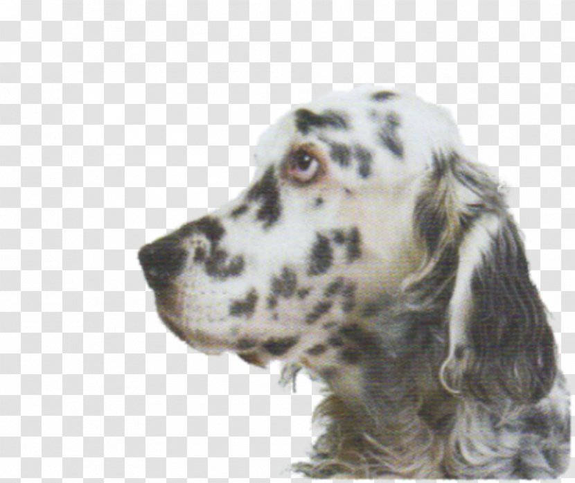 English Setter Russian Spaniel Dog Breed Companion Transparent PNG