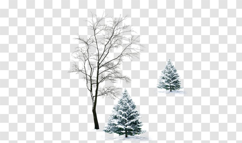 Winter Tree Cloak Infant - Spruce Transparent PNG