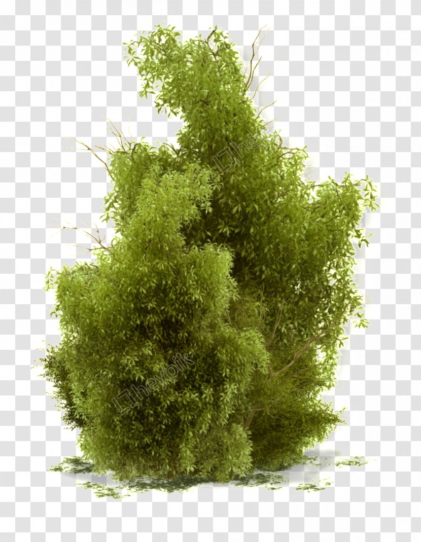 Evergreen Shrubs Tree Plants Clip Art - Landscape Architecture Transparent PNG