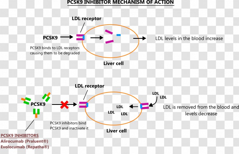 PCSK9 Mechanism Of Action Enzyme Inhibitor Alirocumab Cholesterol - Diagram - Mecanism Transparent PNG