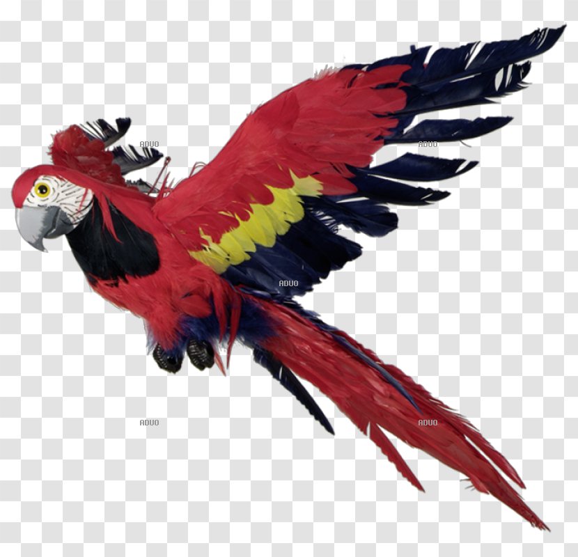 Macaw Parrot Bird Feather Beak Transparent PNG