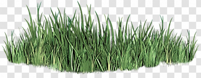 Grass Plant Family Lawn Flowering - Chives - Fodder Herb Transparent PNG