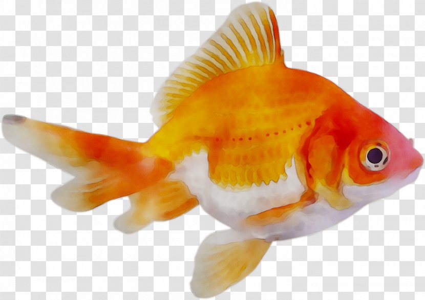 Goldfish Centaur Feeder Fish Horse - Human Transparent PNG
