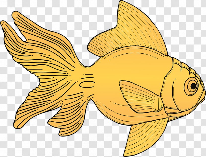 Goldfish Clip Art - Drawing - Fish Transparent PNG
