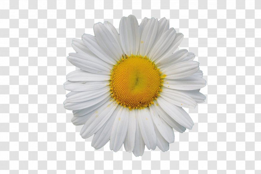 White Download - Gerbera - Chrysanthemum Transparent PNG