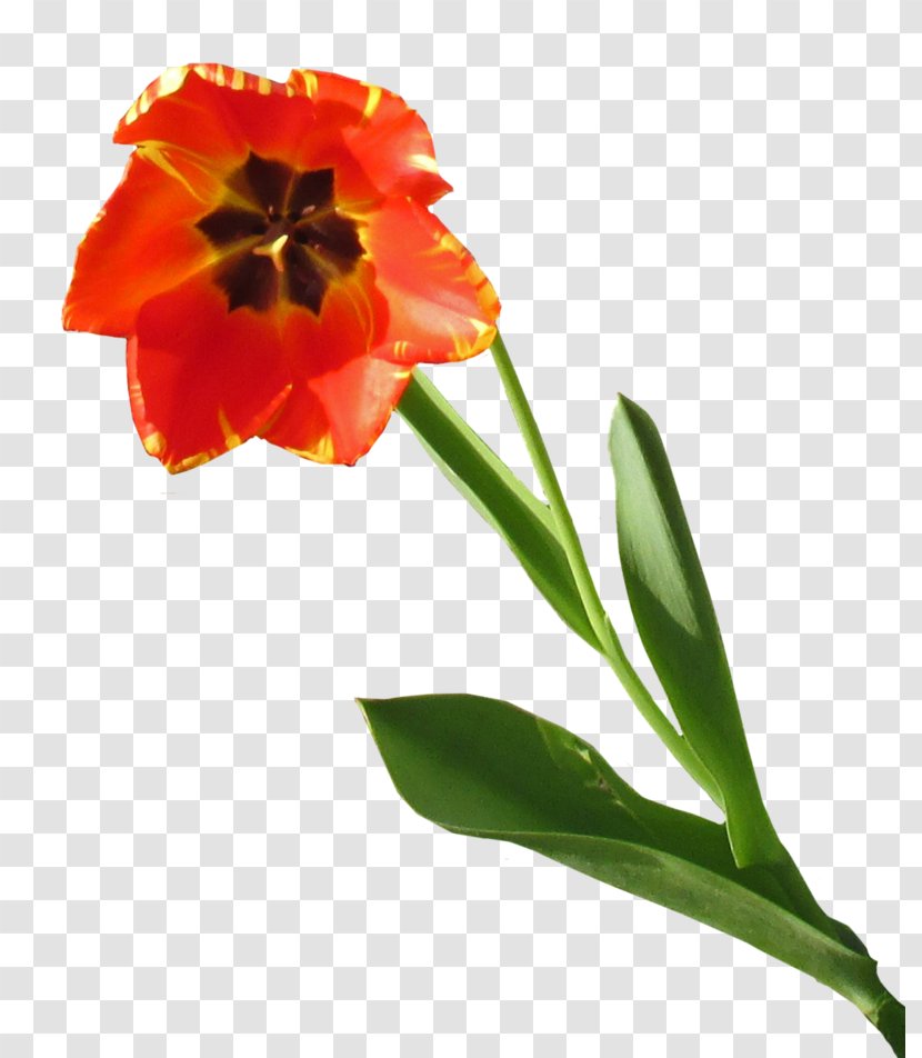 Tulip Cut Flowers Planter Petal Transparent PNG