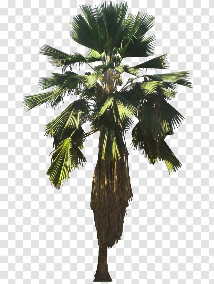 Asian Palmyra Palm Attalea Speciosa Pritchardia Pacifica Arecaceae Thurstonii - Fiji Transparent PNG