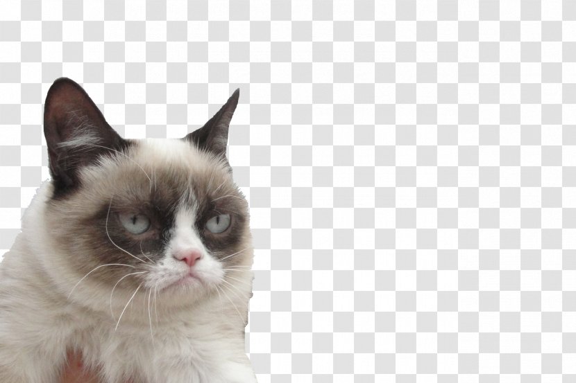 Grumpy Cat Cats And The Internet Kitten South By Southwest - Frame - Post It Transparent PNG