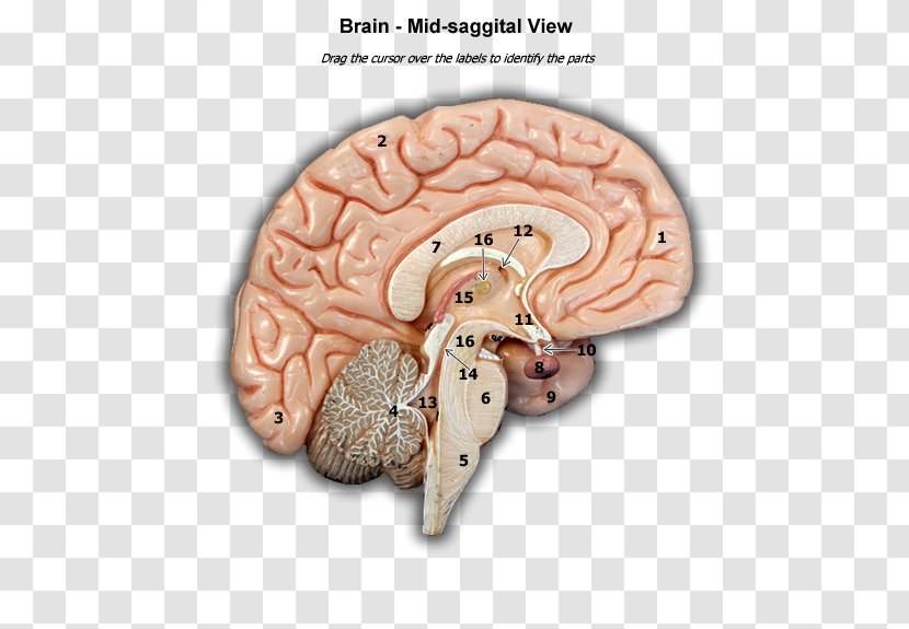 Brain Organism Transparent PNG
