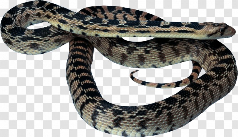 Snakes Clip Art Reptile Image - Rattlesnake - Java Snake Transparent PNG