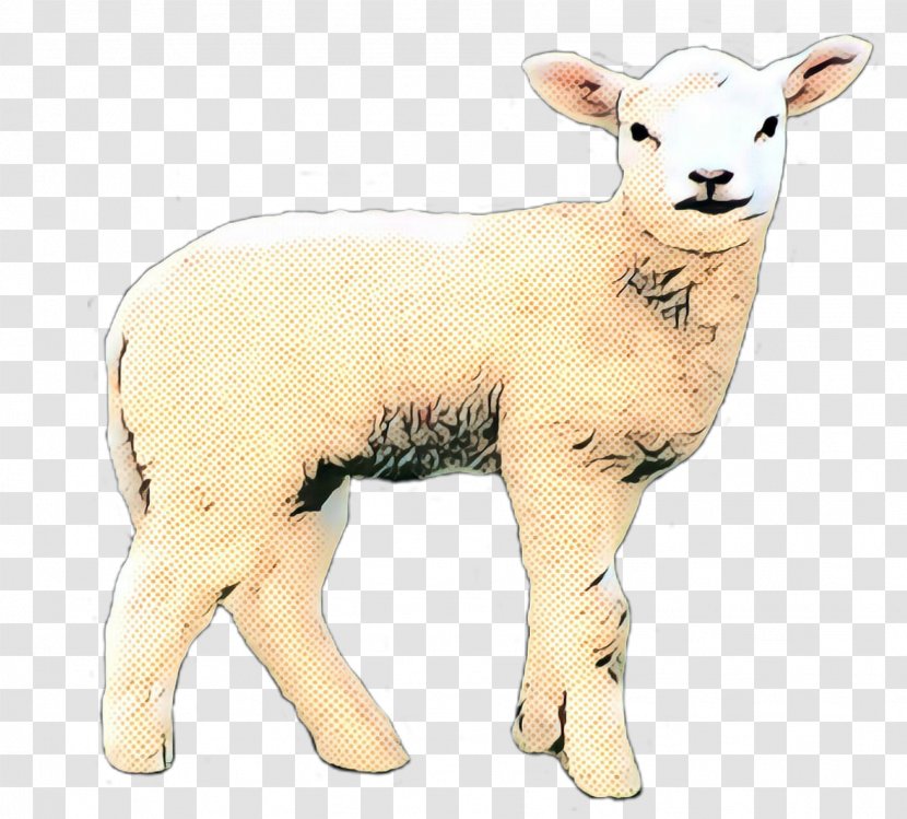 Sheep Cattle Goat Terrestrial Animal Snout Transparent PNG