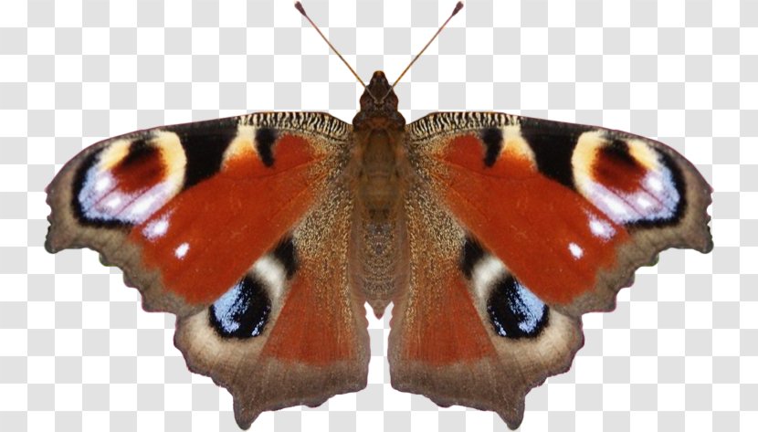 Nymphalidae Butterfly Moth Aglais Io Clip Art - Invertebrate Transparent PNG