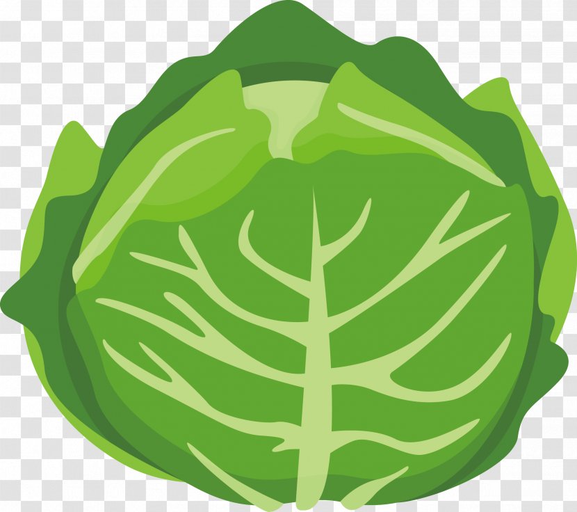 Chinese Cabbage Vegetable Cartoon - Plant - Vector Transparent PNG