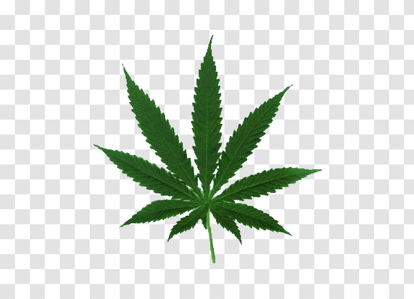 Cannabis Ruderalis Leaf Cultivation Legalization - Plant Transparent PNG