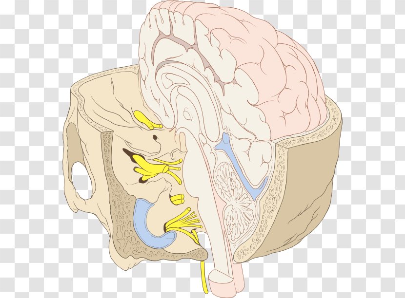 Brainstem Cranial Nerves Inner Ear Human Brain - Watercolor - Nerve Transparent PNG