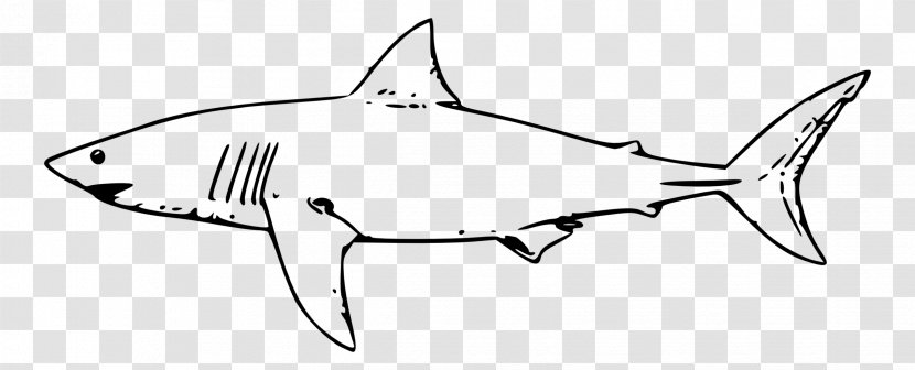 Great White Shark Tiger Clip Art - Line Transparent PNG