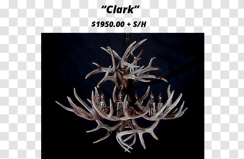 Antler White-tailed Deer Elk Chandelier Transparent PNG