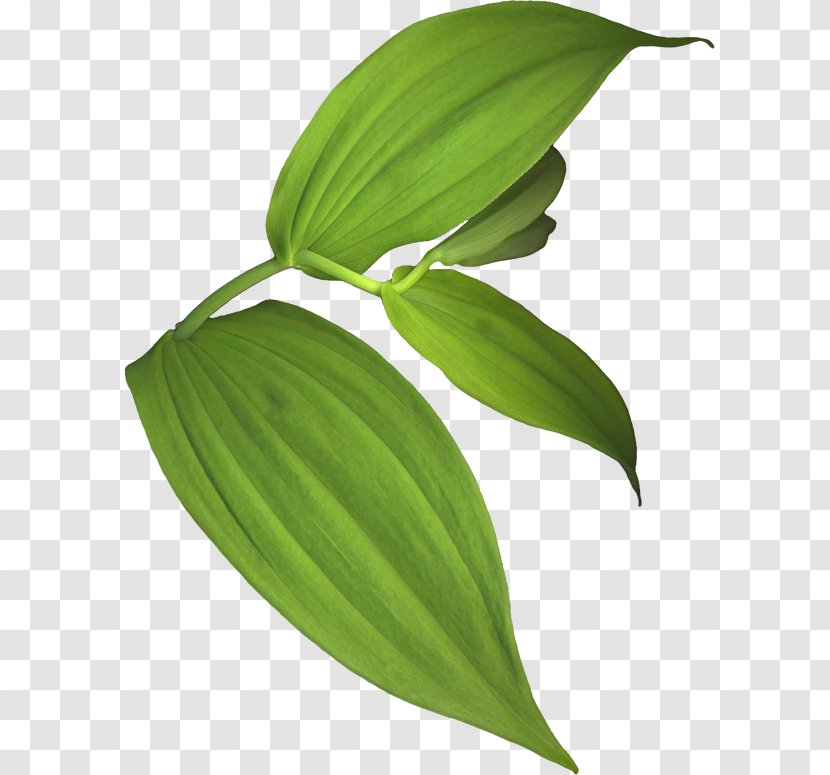 Leaf Plant Flower Tulip Transparent PNG