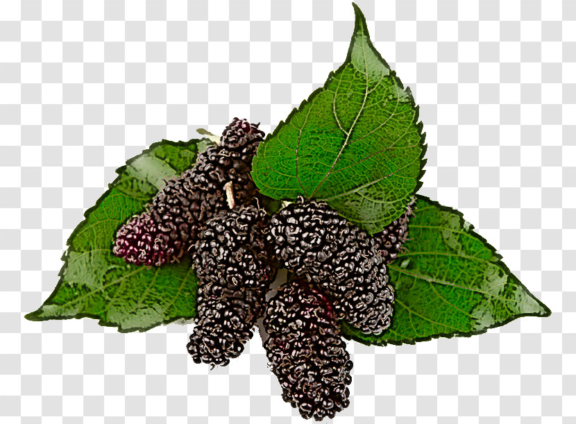 Leaf Plant Flower Red Mulberry Blackberry Transparent PNG