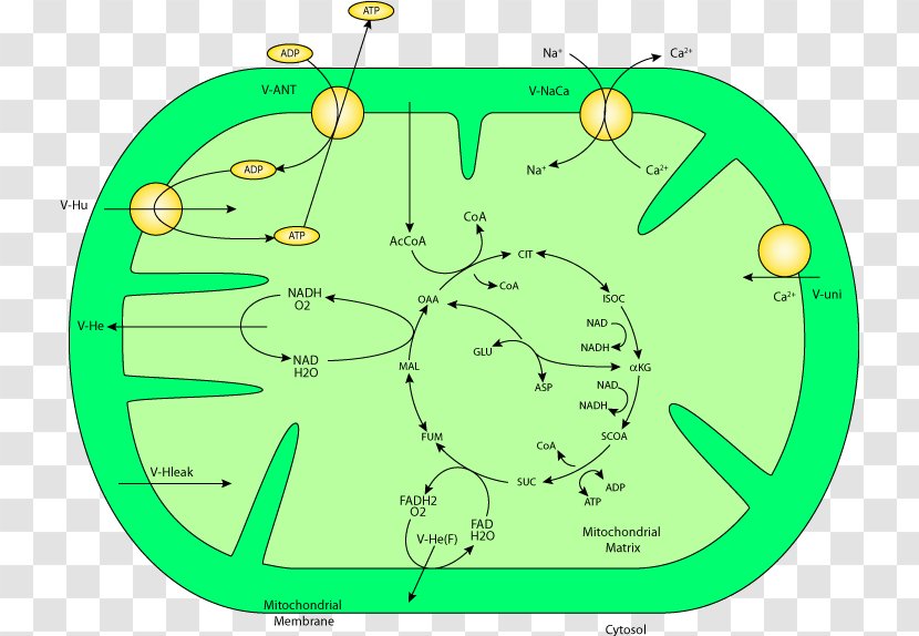 Glycogenolysis Metabolic Pathway Gluconeogenesis Glycolysis Mitochondrion - Diabetes Mellitus - Muscle Transparent PNG