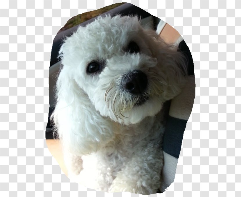 Miniature Poodle Maltese Dog Bolognese Bichon Frise Havanese - Toy - Puppy Transparent PNG