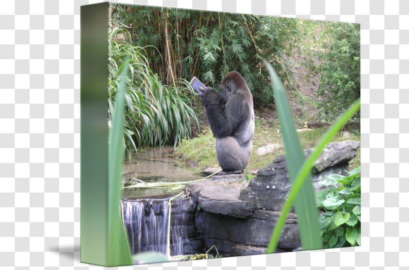 Gorilla Nature Reserve Fauna Wildlife Transparent PNG