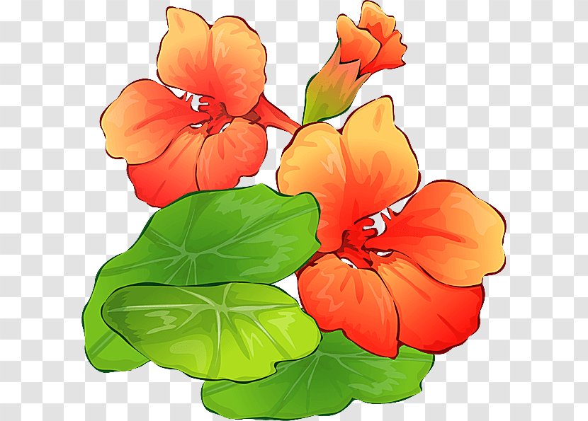 Orange - Nasturtium - Anthurium Impatiens Transparent PNG