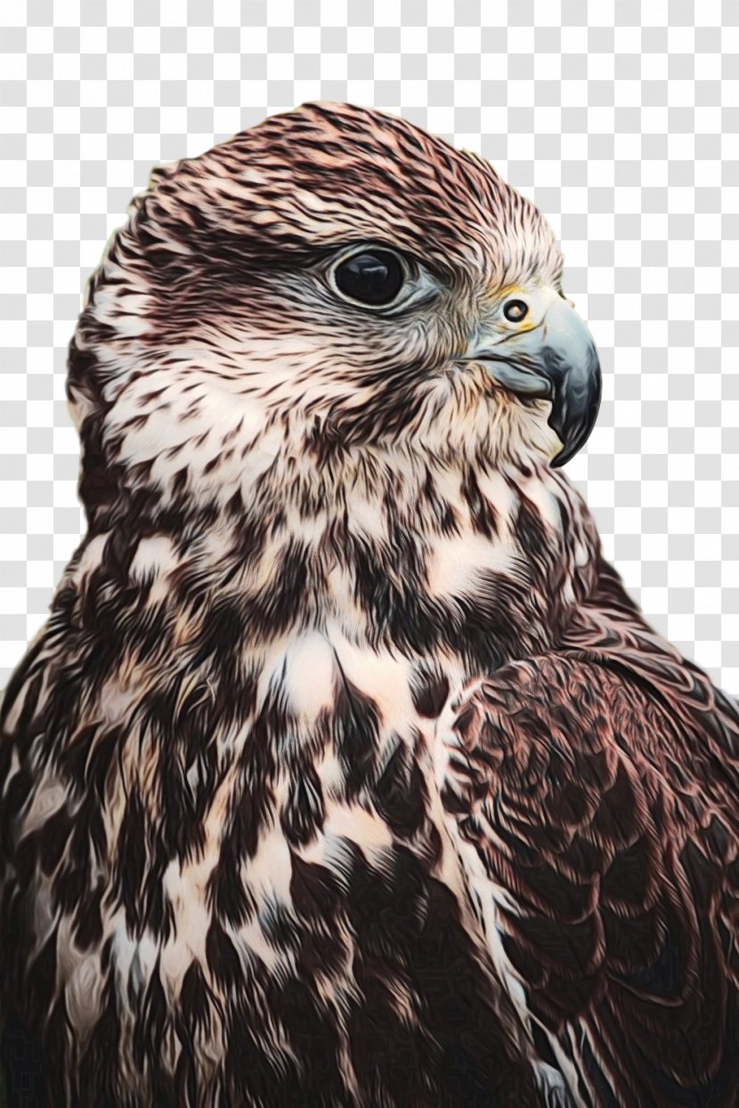 Bird Of Prey Hawk Photography Falcon - Predation Transparent PNG