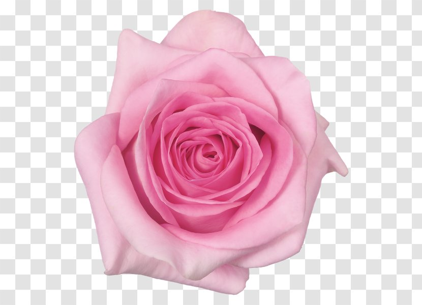 Garden Roses Cabbage Rose Cake Food Pasta - Petal Transparent PNG