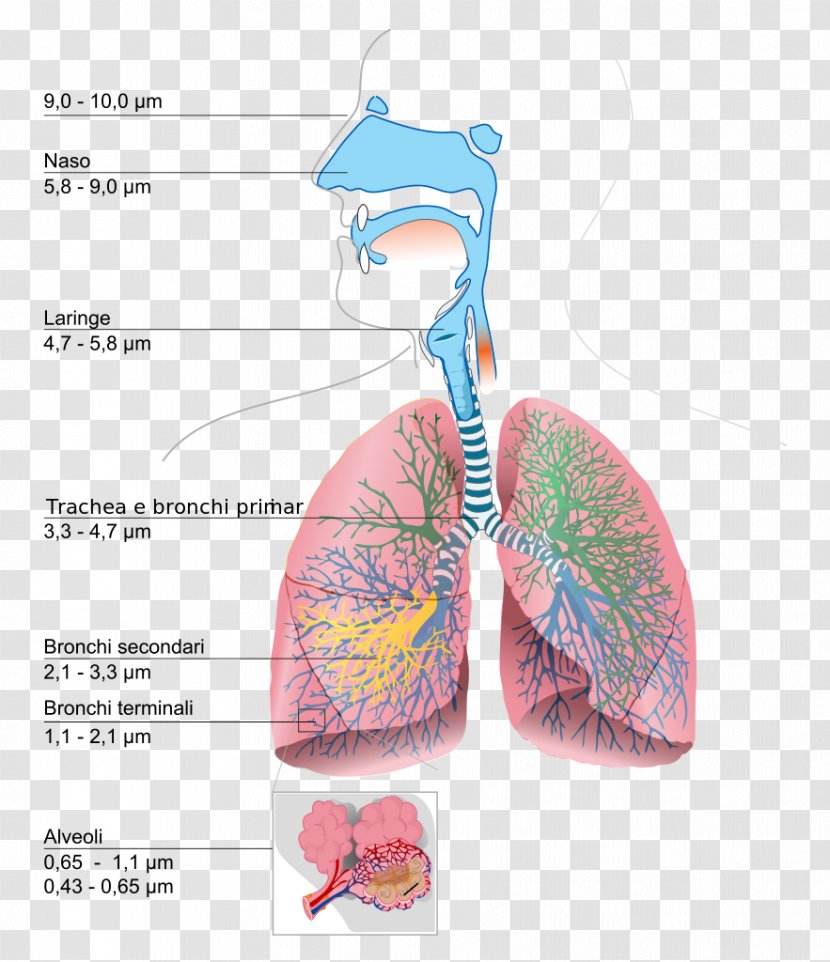 The Respiratory System Lung Diagram Breathing - Frame - Human Body Clipart Transparent PNG