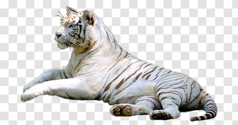 Tiger Cat In The Wild - Like Mammal Transparent PNG